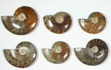 Lot: to Polished Ammonite Fossils - Pieces #116593-3